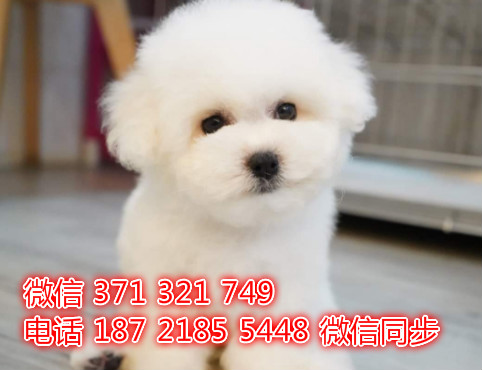 比熊宠物买卖 宠物市场 宠物狗狗图片宠物网纫