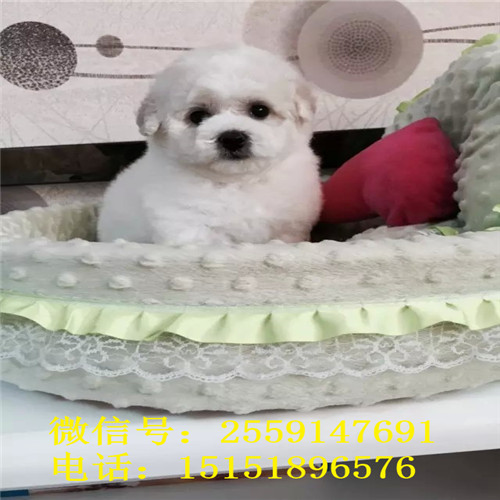 扬州比熊多少钱 小体比熊怎么卖 扬州比熊价格