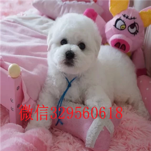  盘锦哪里有三个月大的比熊茶杯体比熊长不大