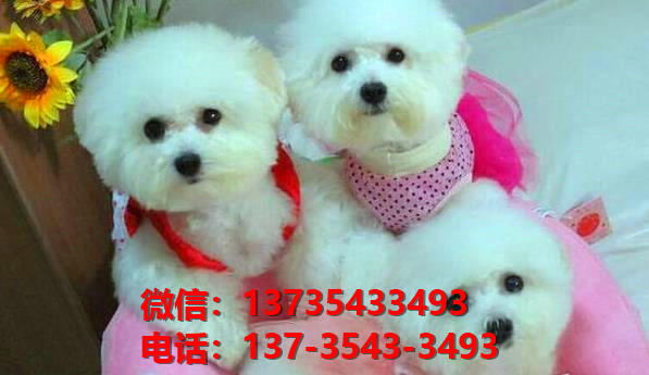 朔州宠物狗狗犬舍出售纯种比熊犬卖狗买狗地方有狗场