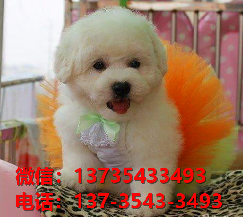 长治宠物狗狗犬舍出售纯种比熊犬卖狗买狗地方