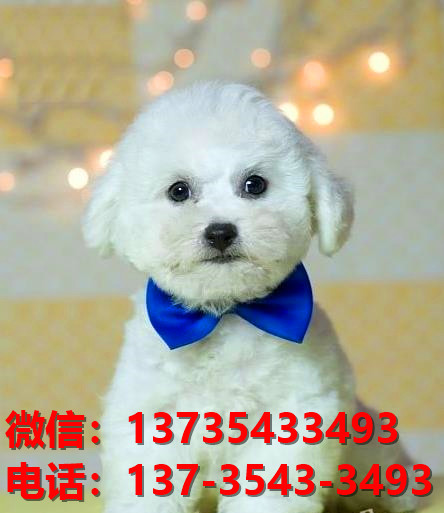 扬州宠物狗狗犬舍出售纯种比熊犬幼犬狗市场在