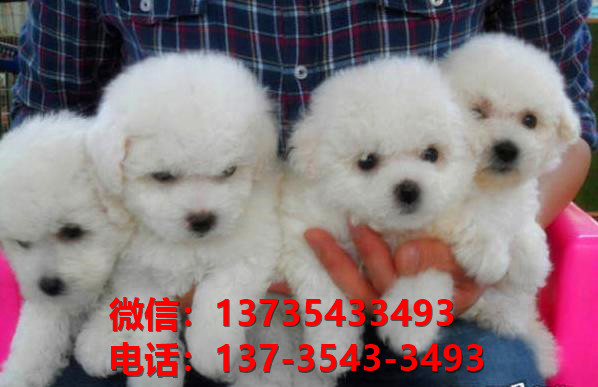 镇江宠物狗狗犬舍出售纯种比熊犬幼犬卖狗地方有狗市场买狗