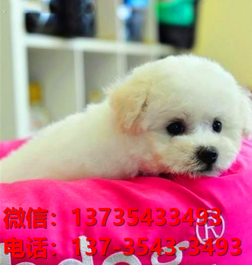 朔州宠物狗狗犬舍出售纯种比熊犬卖狗买狗地方有狗场