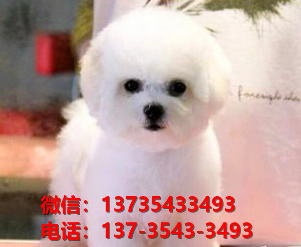 纯种比熊幼犬在哪里有卖狗买狗地方济南宠物狗