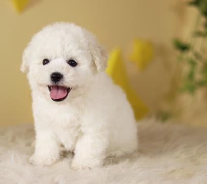 宁波犬舍出售比熊犬狗狗纯种幼犬小体