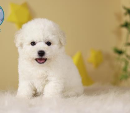 宁波犬舍出售比熊犬狗狗纯种幼犬小体