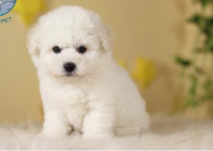 宁波犬舍出售比熊犬狗狗纯种幼犬小体