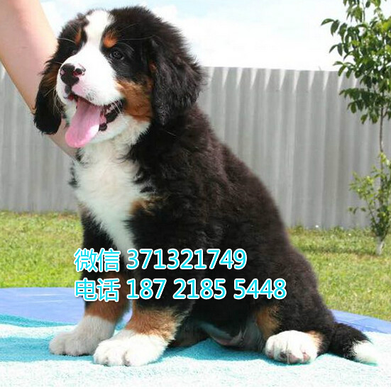 伯恩犬出售巨型犬，重庆繁殖出售，重庆伯恩山狗狗