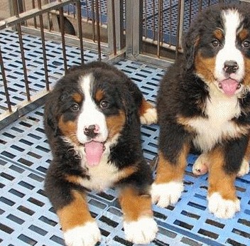 昆明本地纯种伯恩山犬价格昆明狗场出售伯恩山幼犬