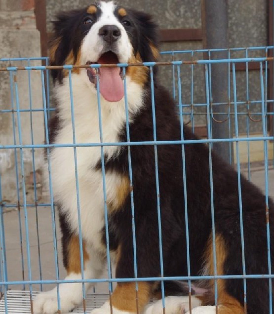 丽江本地哪里买卖伯恩山犬,丽江长期出售纯种