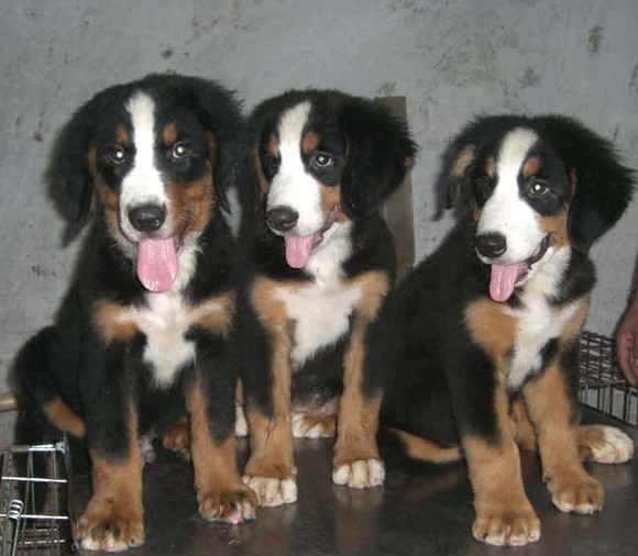 怒江本地哪里买卖伯恩山小狗泸水地区出售纯种