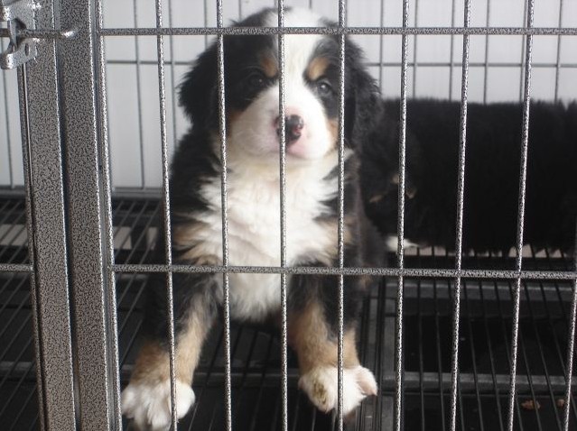 德宏本地哪里买卖伯恩山幼犬,潞西芒市出售纯