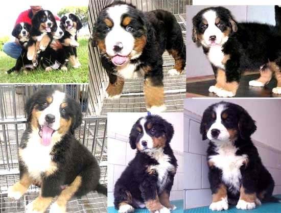 攀枝花哪里买卖伯恩山小狗攀枝花常年出售伯恩