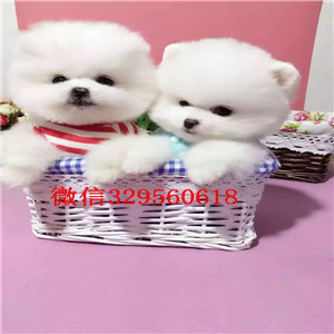 潍坊哪里有哈多利球体博美出售  博美茶杯体哪