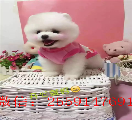 武汉哪里有博美出售 武汉黄色俊介多少钱 球体