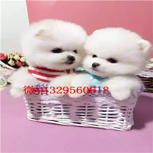 周口哪里有纯种健康的博美幼犬出售 哈多利球