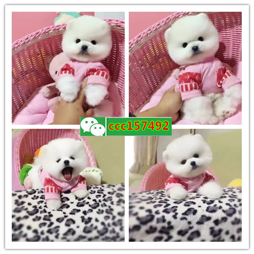 珠海市区哪里有宠物店、珠海哪里有小狗卖