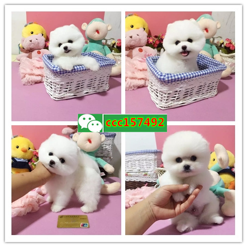 珠海市区哪里有宠物店、珠海哪里有小狗卖