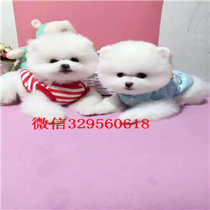 漯河博美哪里能买到纯种健康的 博美哈多利球