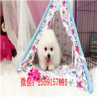 陇南哪里有博美出售 陇南纯种博美怎么卖的 陇