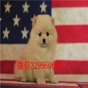 威海出售纯种小体博美英系博美博美犬图片哈多