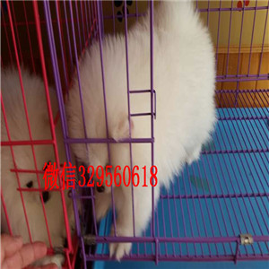 珠海哪里有卖纯种博美犬黑色博美出售纯种白博