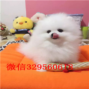 泰安出售纯种小体博美英系博美博美多少钱哈多