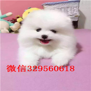 东营博美犬哪里有卖纯种博美幼犬茶杯博美犬大概多少钱纯种球体博美价格