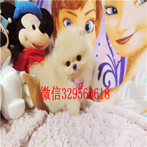 淮北博美犬哪里有卖犬舍直销纯正博美犬极品哈