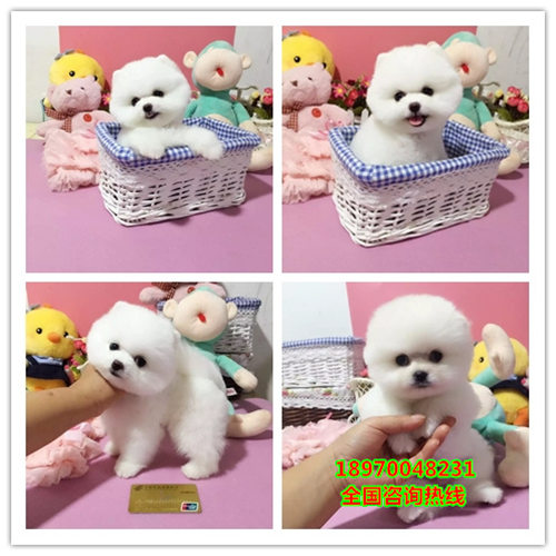 青岛本地博美多少钱、青岛博美幼犬、青岛买狗