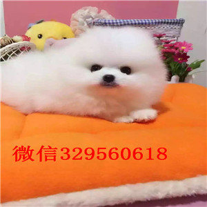 威海博美犬哪里有卖出售纯种博美犬俊介博美哪