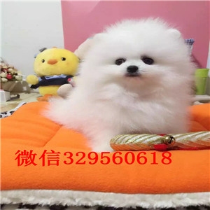 乐山哪里能买到纯种小体博美小体博美俊介多少钱一只茶杯博美 白色博美