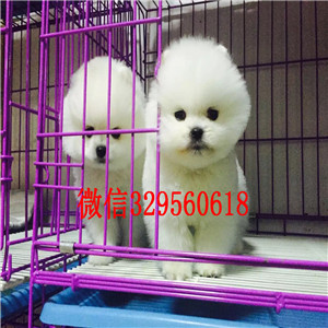 平顶山哪里能买到纯种小体博美黄色博美出售博美价格长不大的茶杯博美犬