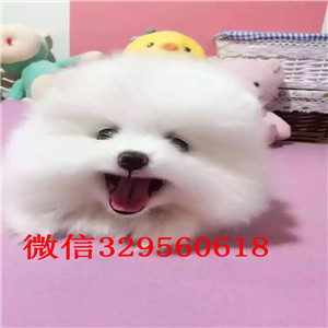 扬州哪里能买到纯种小体博美哈多利球体博美俊