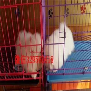 德宏博美犬哪里有卖出售纯种博美犬博美图片纯