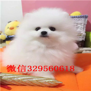 乐山哪里能买到纯种小体博美小体博美俊介多少钱一只茶杯博美 白色博美