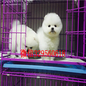 定西博美犬哪里有卖犬舍直销纯正博美犬极品哈