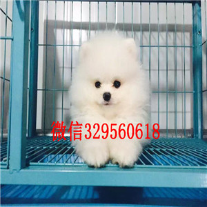 黑河出售纯种博美犬哈多利球体博美博美价格茶