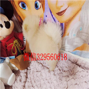 甘孜哪里有卖纯种博美黄色博美出售博美图片茶