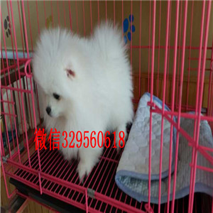 金昌出售哈多利博美出售纯种博美犬极品哈多利