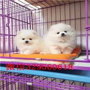 周口出售哈多利博美犬舍直销纯正博美犬茶杯博