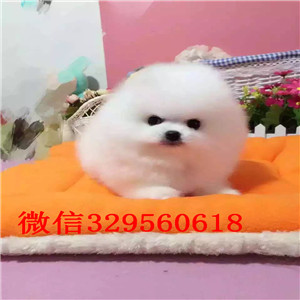 奉节出售纯种博美犬白色博美多少钱博美狗场茶