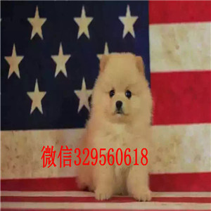 江北出售哈多利博美出售纯种博美犬极品哈多利