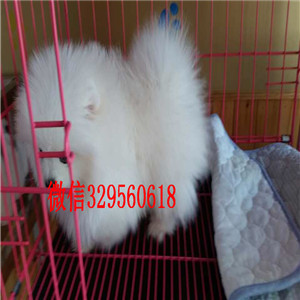 怀化博美犬哪里有卖犬舍直销纯正博美犬博美价