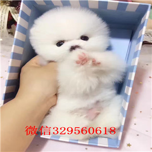 平顶山哪里有卖纯种博美犬出售俊介血系双血统