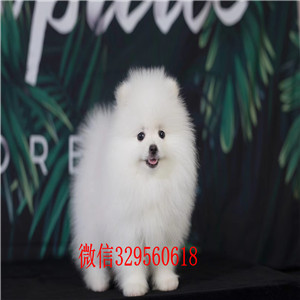 枣庄出售纯种博美犬黄色博美幼犬出售小体博美犬白色哈体博美可爱