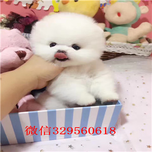 广元出售纯种博美犬黄色博美幼犬出售小体博美犬白色哈体博美可爱