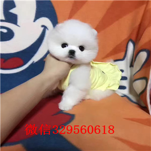 忠县出售纯种博美犬黄色博美幼犬出售哈多利球