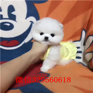 青岛出售纯种博美犬黄色博美幼犬出售长不大的